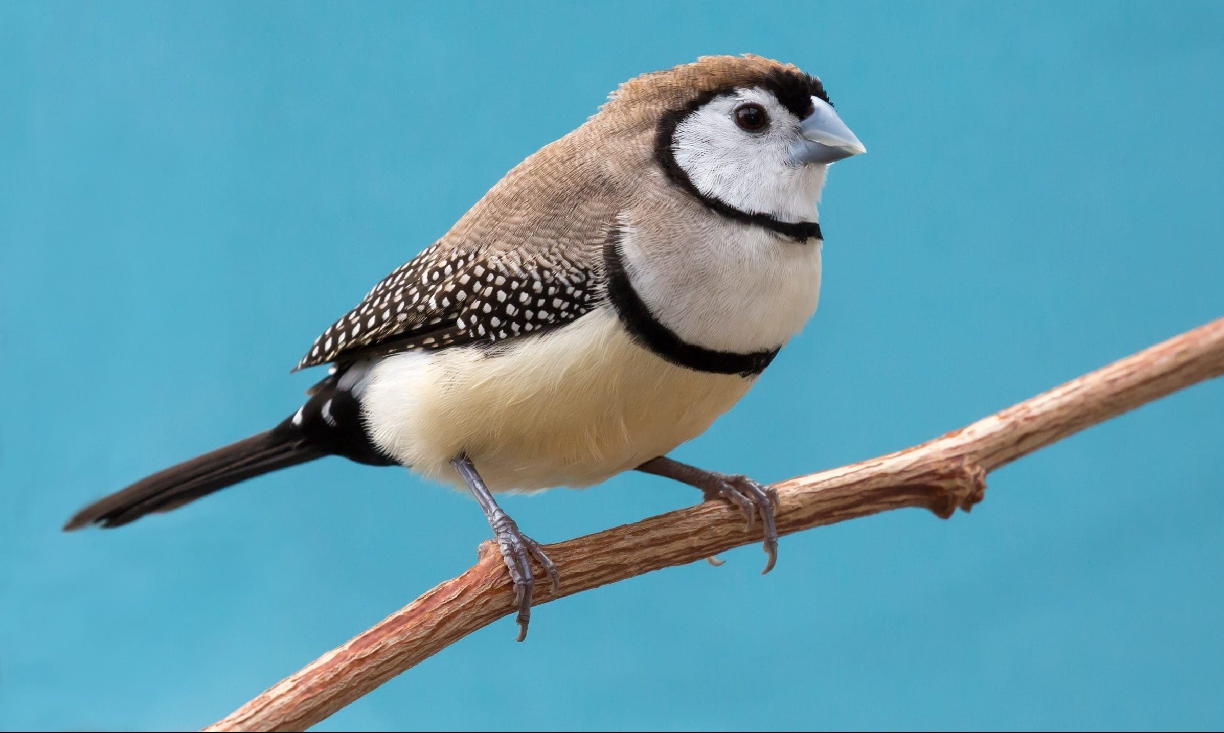 Avian – Owl Finches