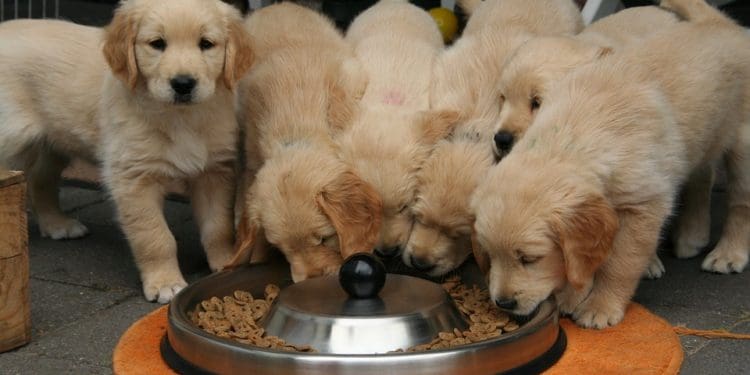 Royal Canin to host free webinar on obesity management