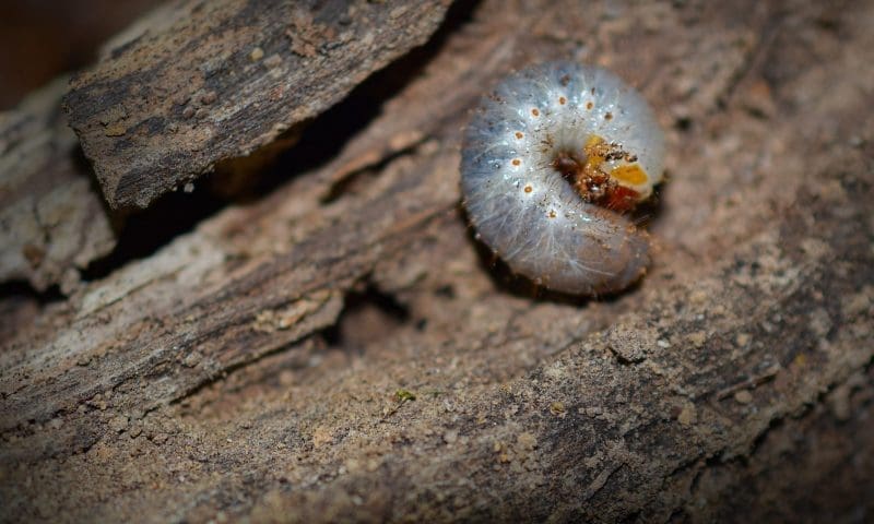 How dog food made from insects protects the environment