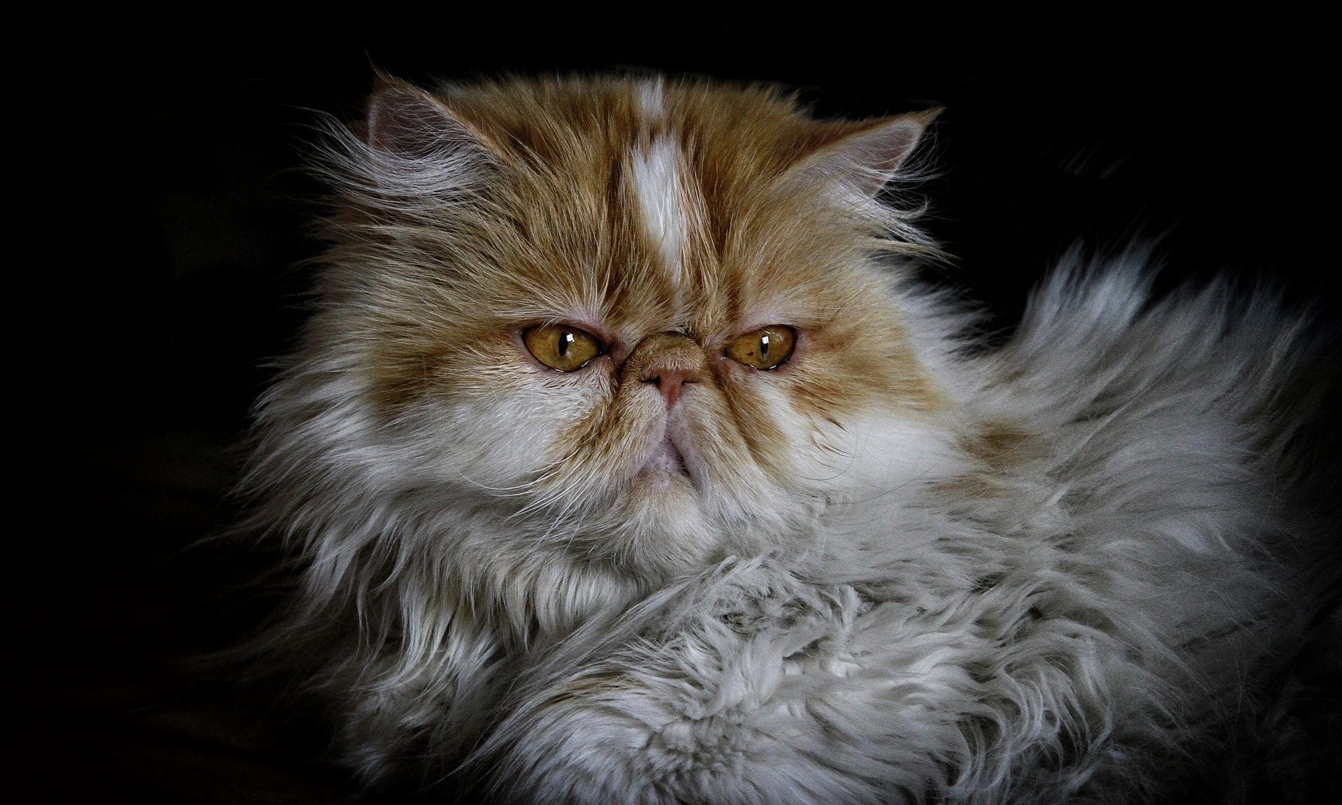 Persian cats at ‘high’ risk of health problems, study suggests
