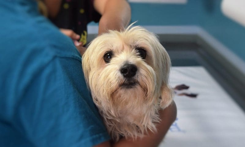 Why microchipping matters