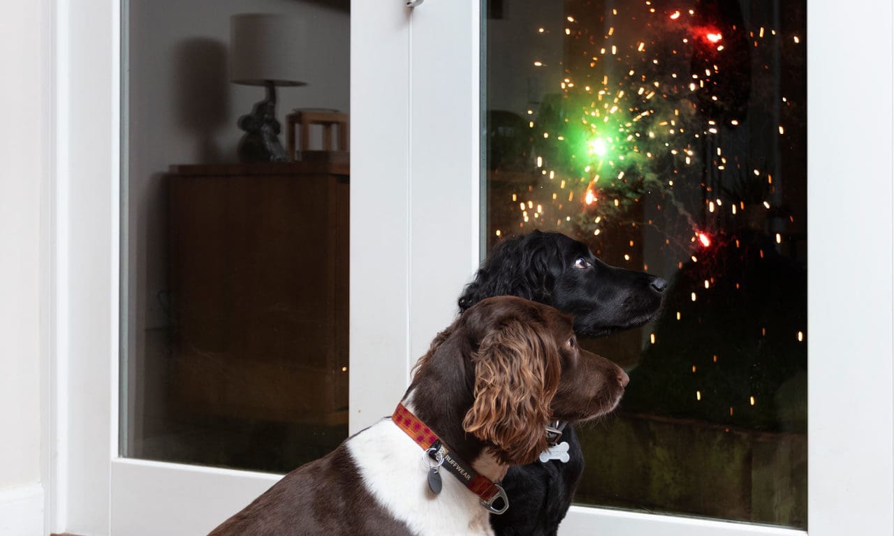 Vets call for tougher fireworks laws after dogs seriously injured
