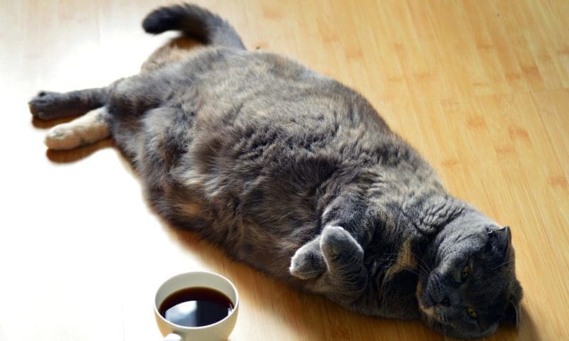 ‘Pet owners aren’t feeding their pets correctly’, suggests research