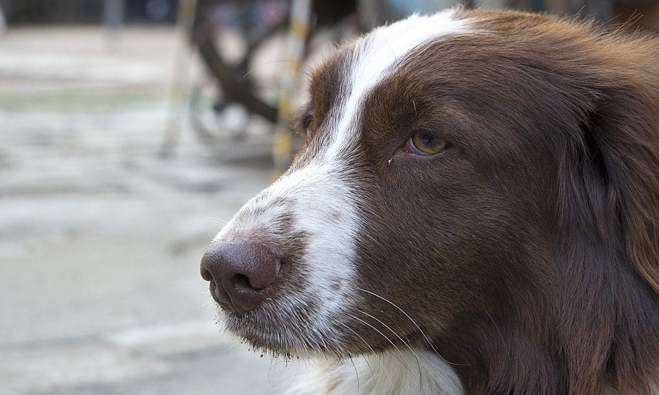 Wilson’s pet food announces new campaign to help feed dogs in rescue centres