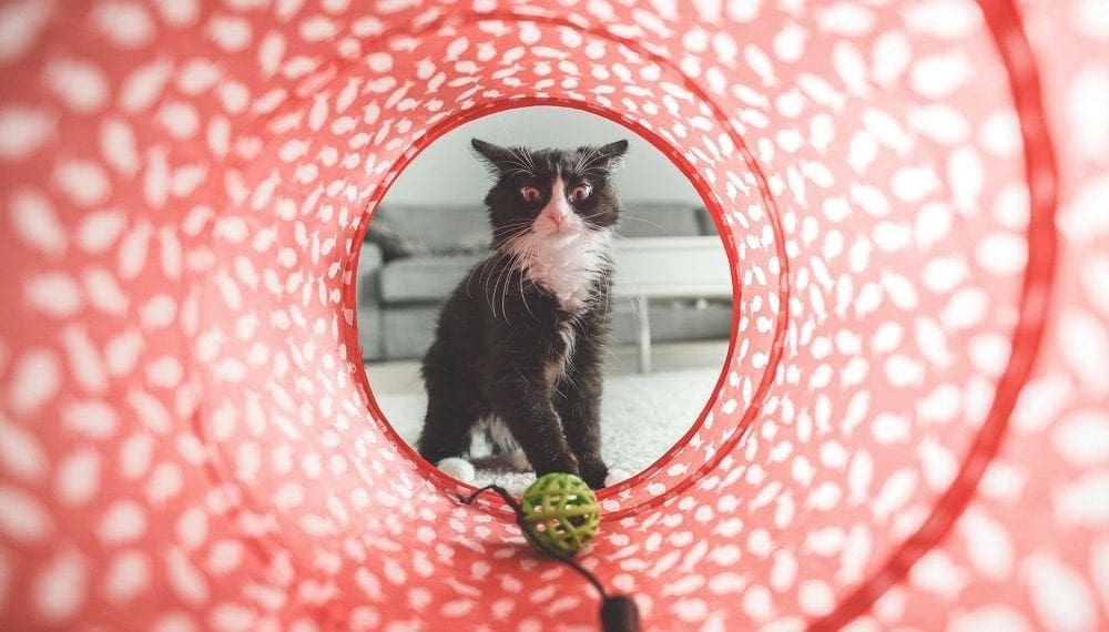 The ins and outs of pet care marketing