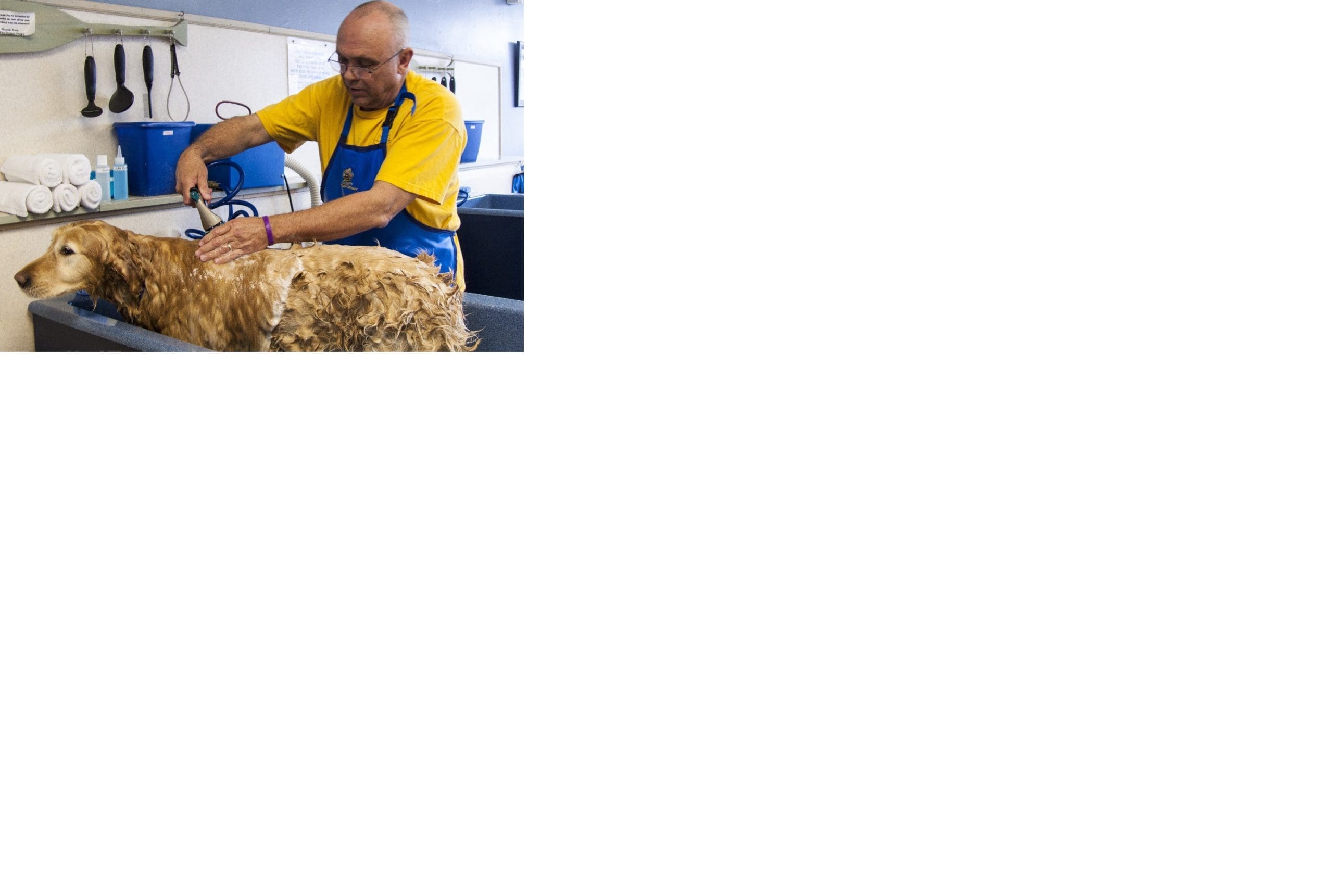 Help puppies get into a grooming groove