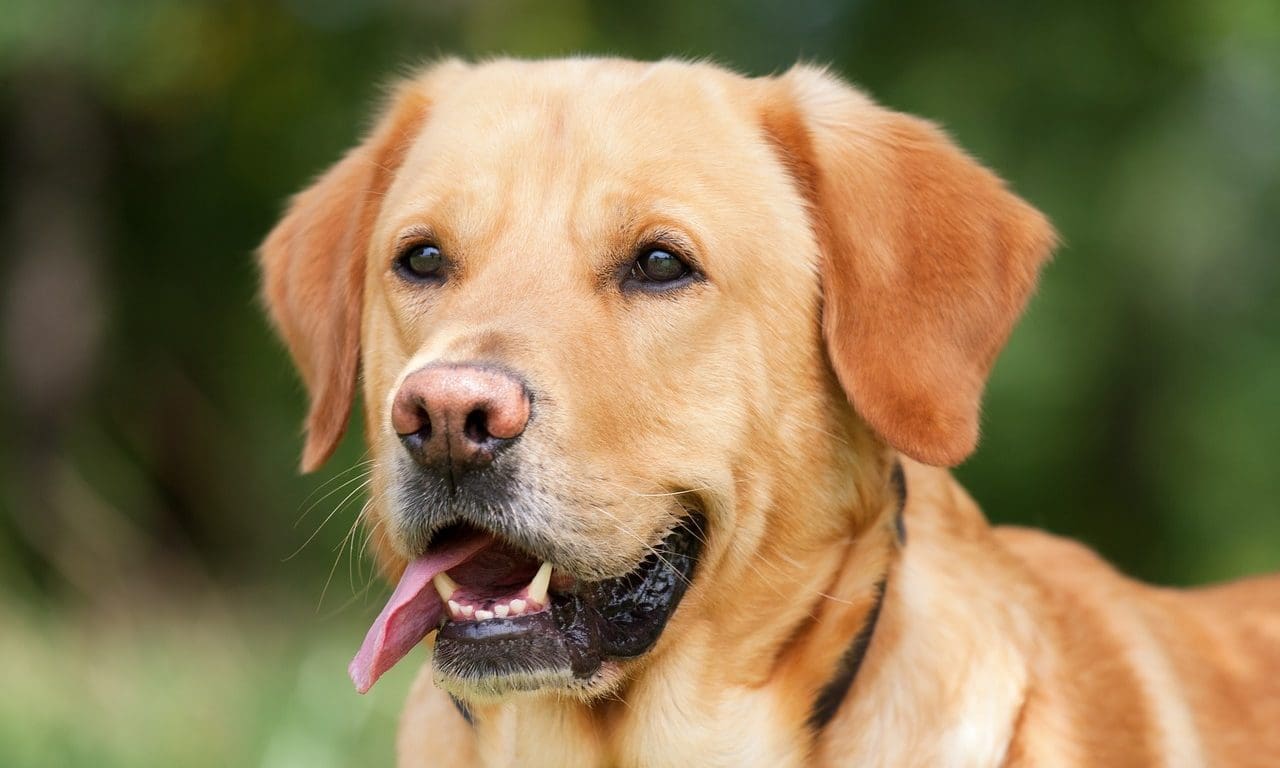 Kennel Club backs autism charity