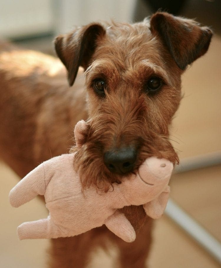 The ins and outs of pet care marketing