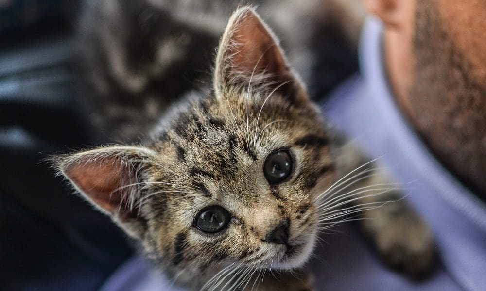 The ins and outs of pet care marketing