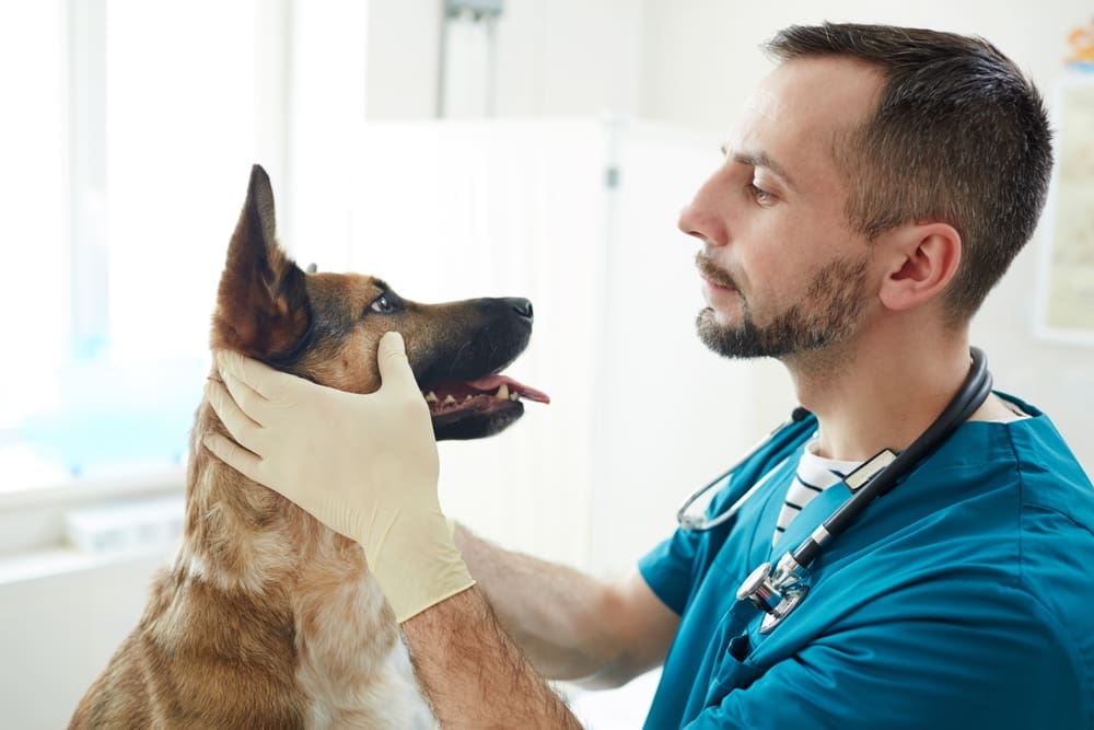 Practice launches campaign for dog blood donors