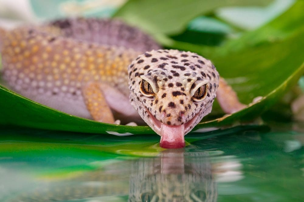 Looking at the leopard gecko and its correct housing