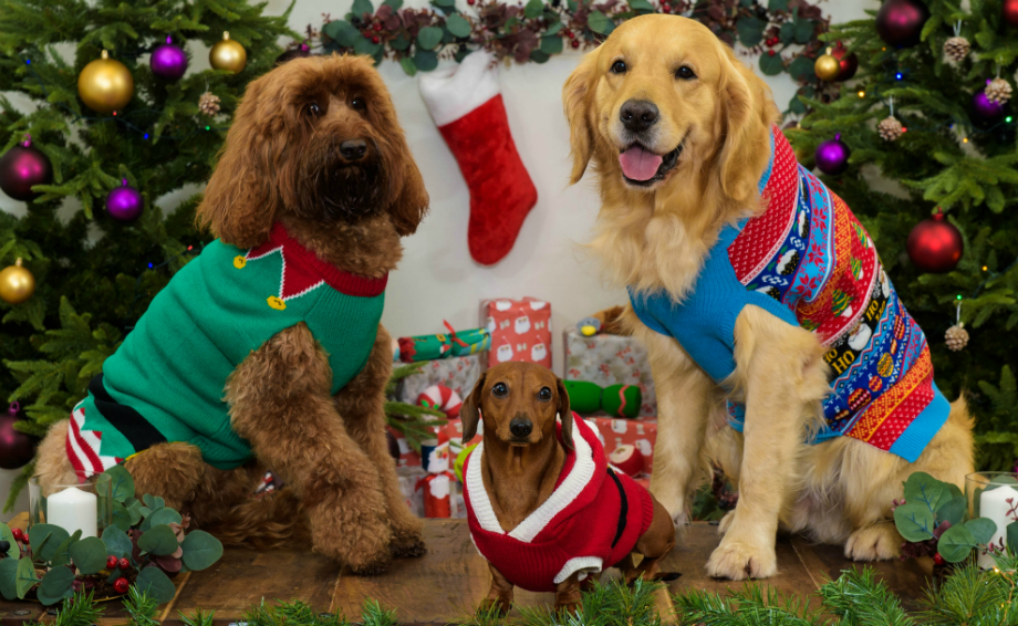 60% of pet owners to spend equally on pets and loved ones at xmas