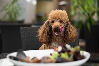 Best dog-friendly UK hotels revealed
