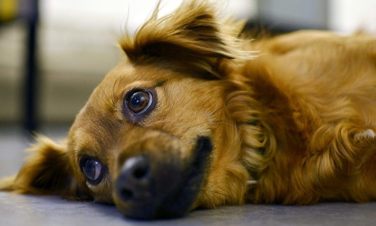 Medivet announces first dog blood donor day in West Sussex