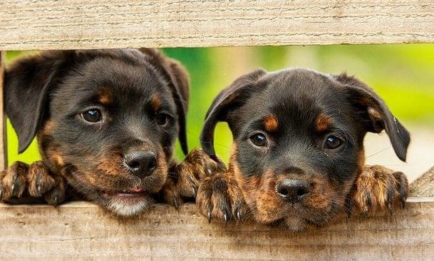 The Kennel Club creates ‘A Voice for Dogs’ manifesto