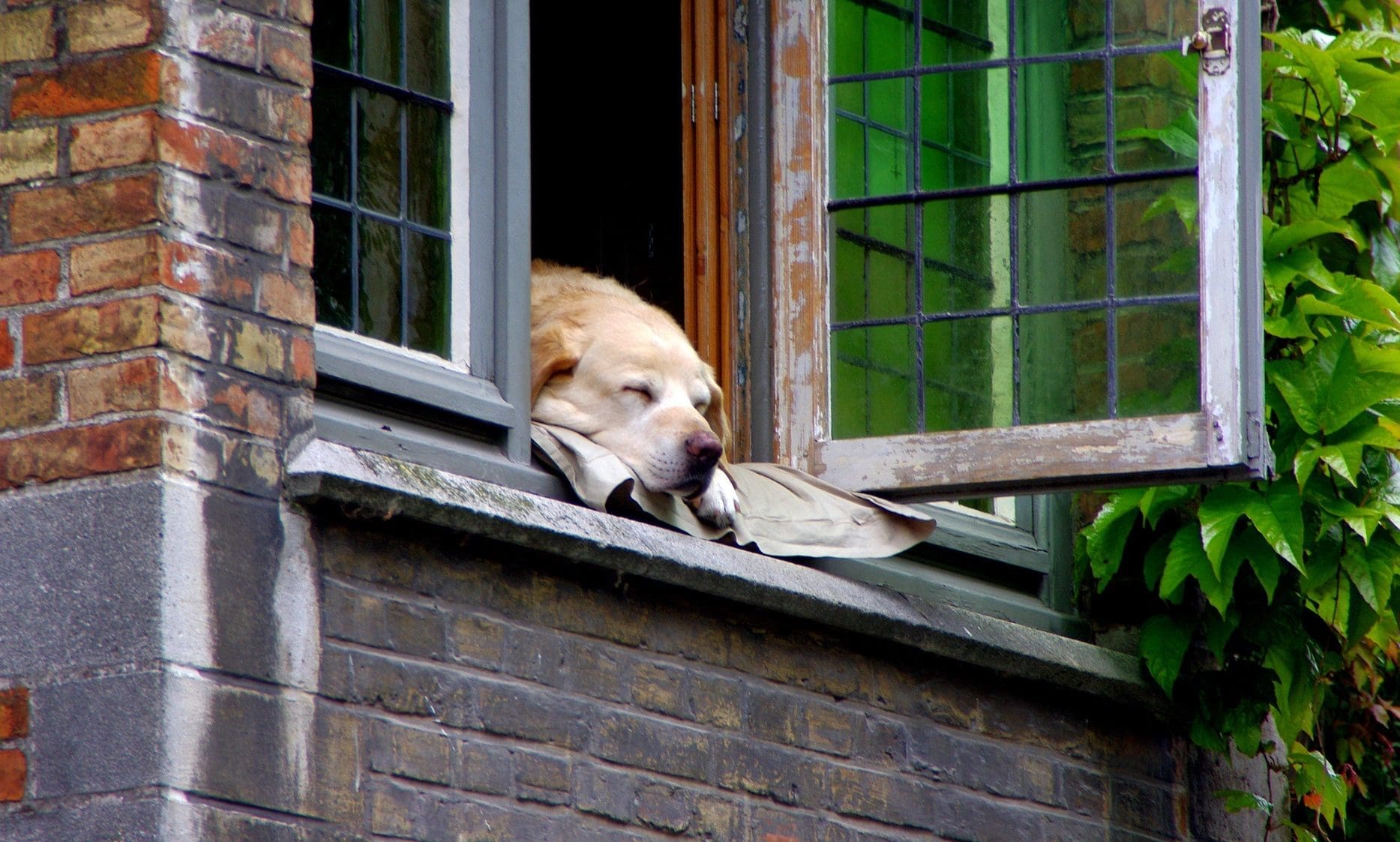 Our Guide to How to Ease Pet Anxiety When Moving New Houses – What to Know
