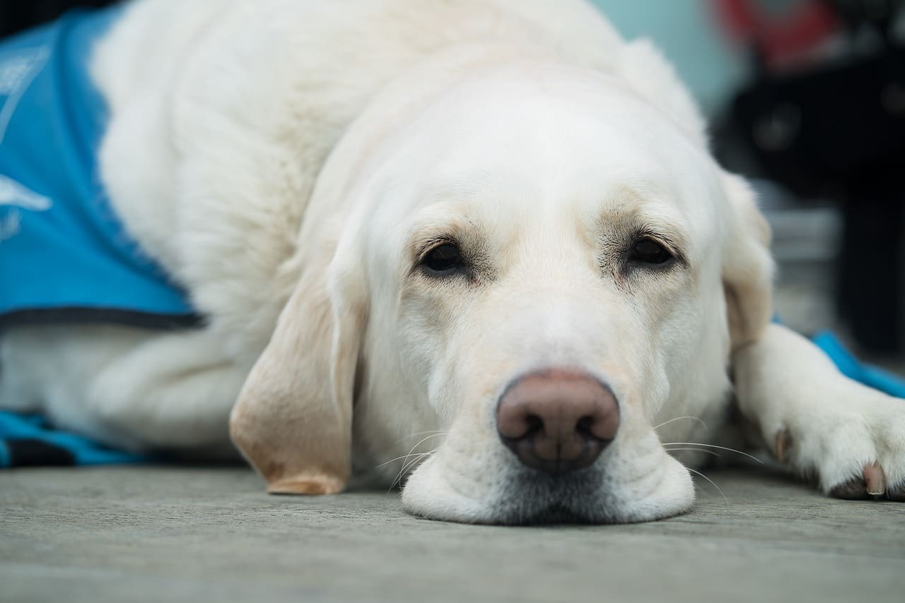 Assistance dog campaign backed by dog training centre