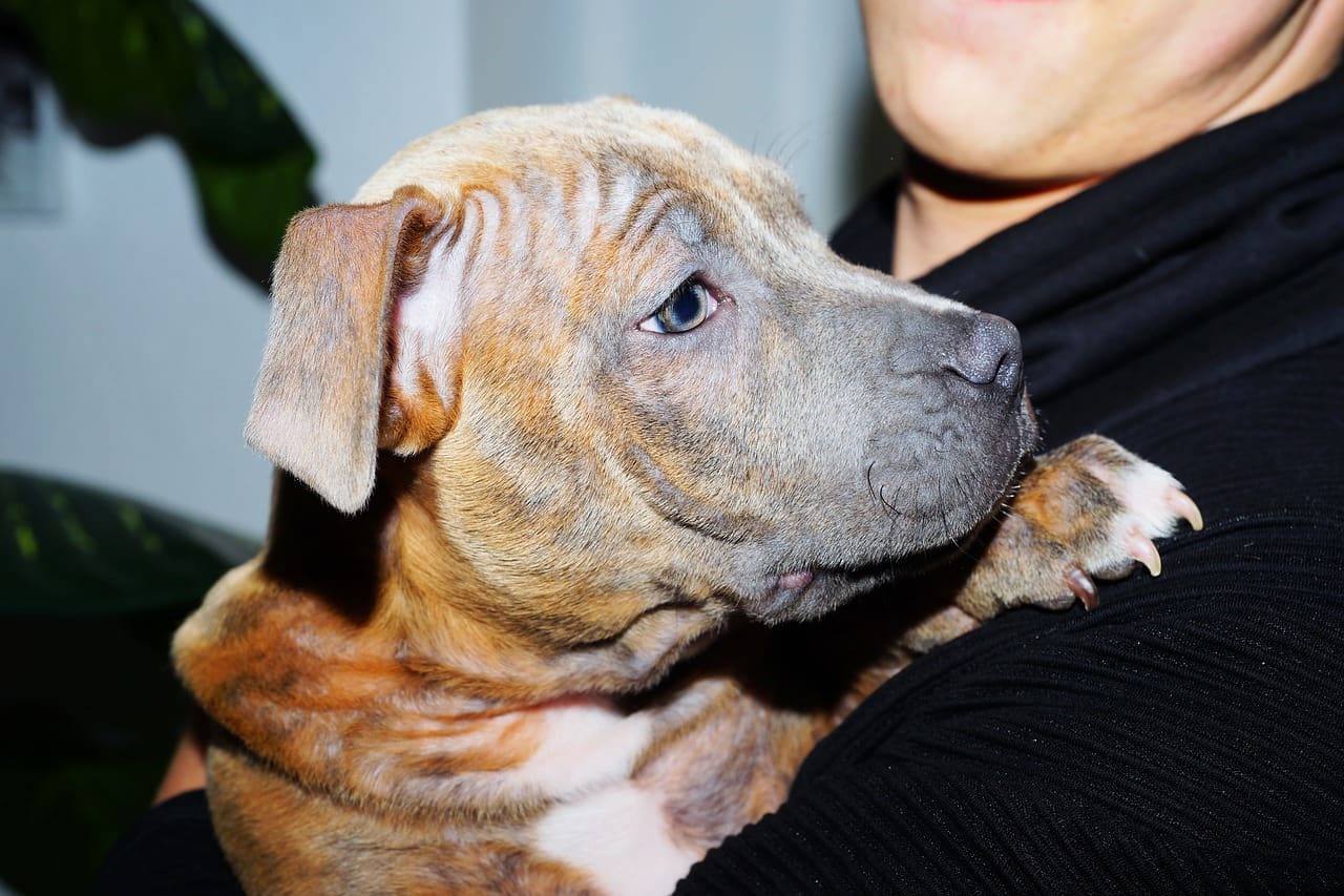Breeder receives lifetime ban for ear-cropping