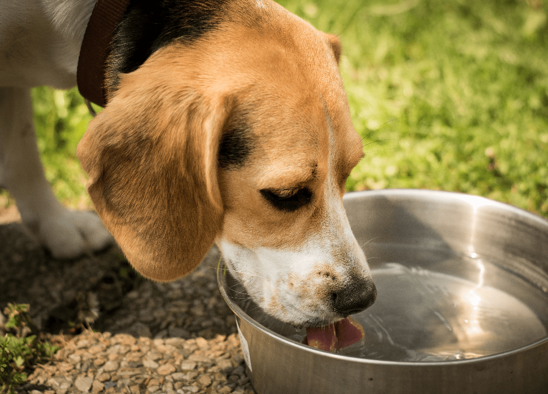 Biomega calls for pet food manufacturers to phase out glycerine use