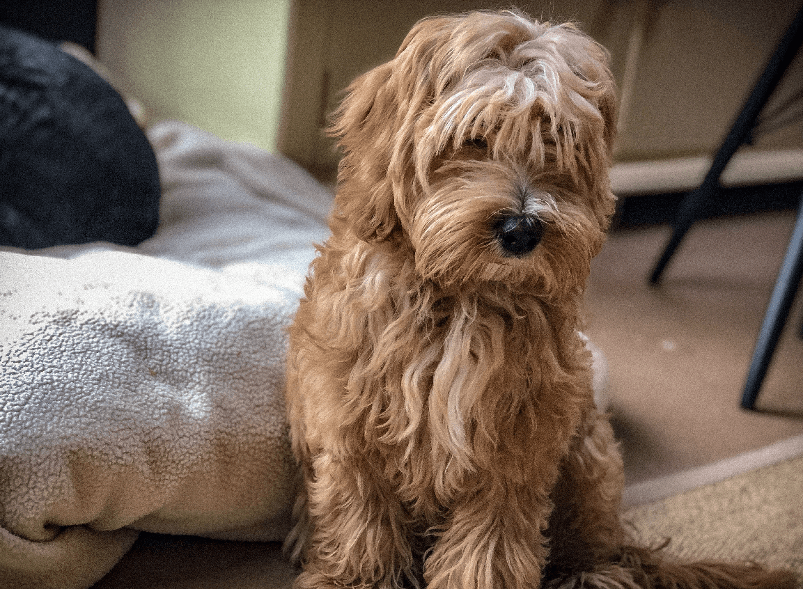 In the dog house: the art of running a pooch-friendly hotel