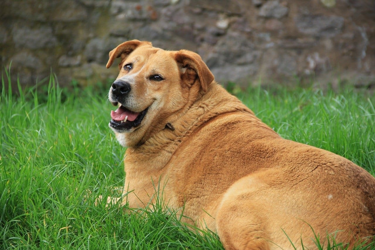 The growing problem of obesity in dogs