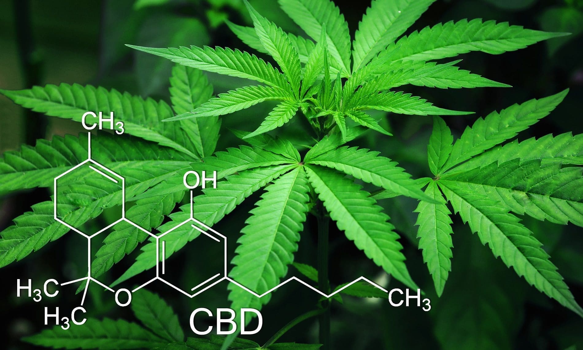 Pot for your pets: What does this mean for your pets?