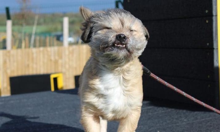 Gloucester man raises  £4,000 for Dogs Trust