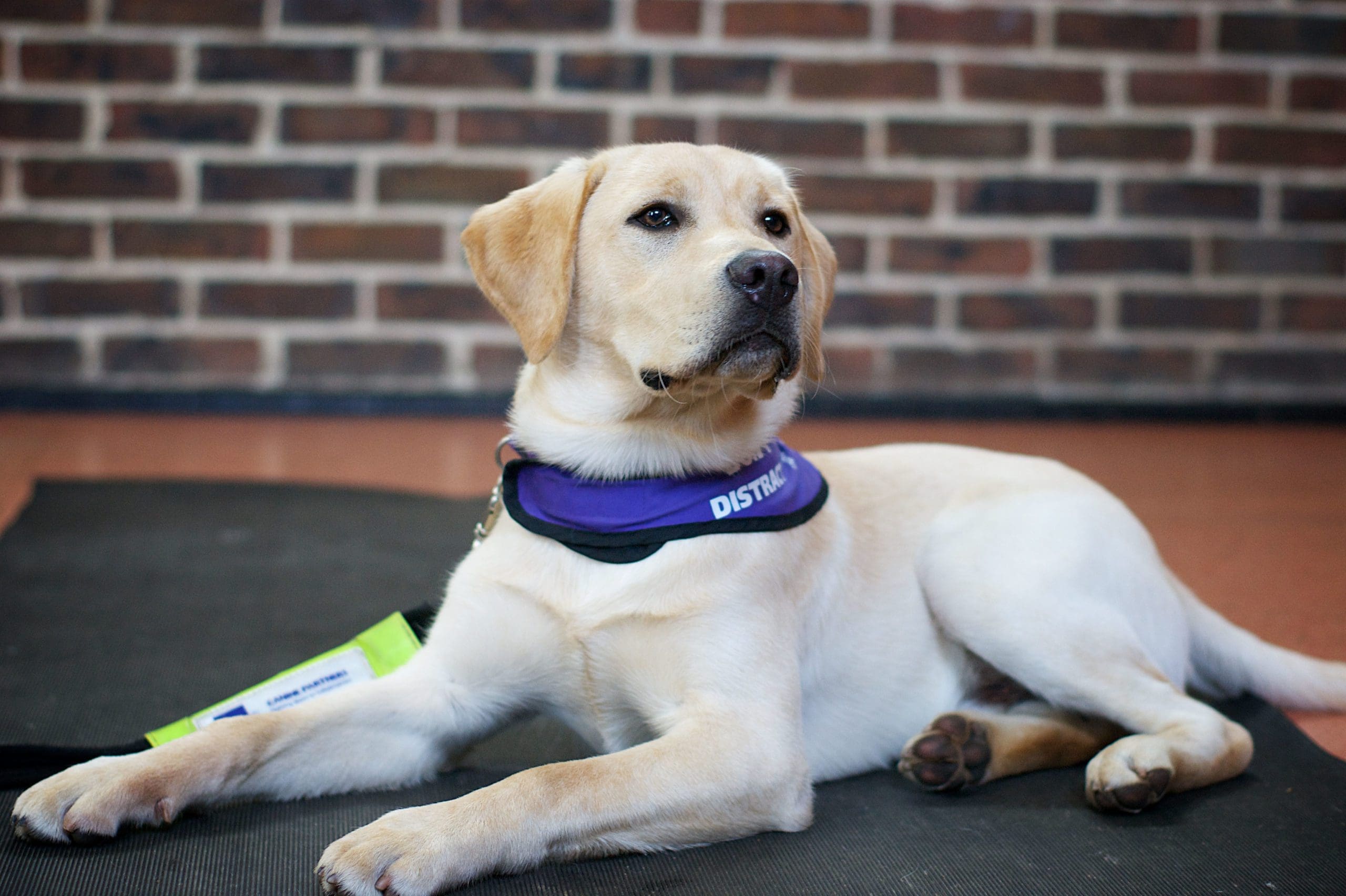 Canine Partners seeking volunteers to assist dogs in training