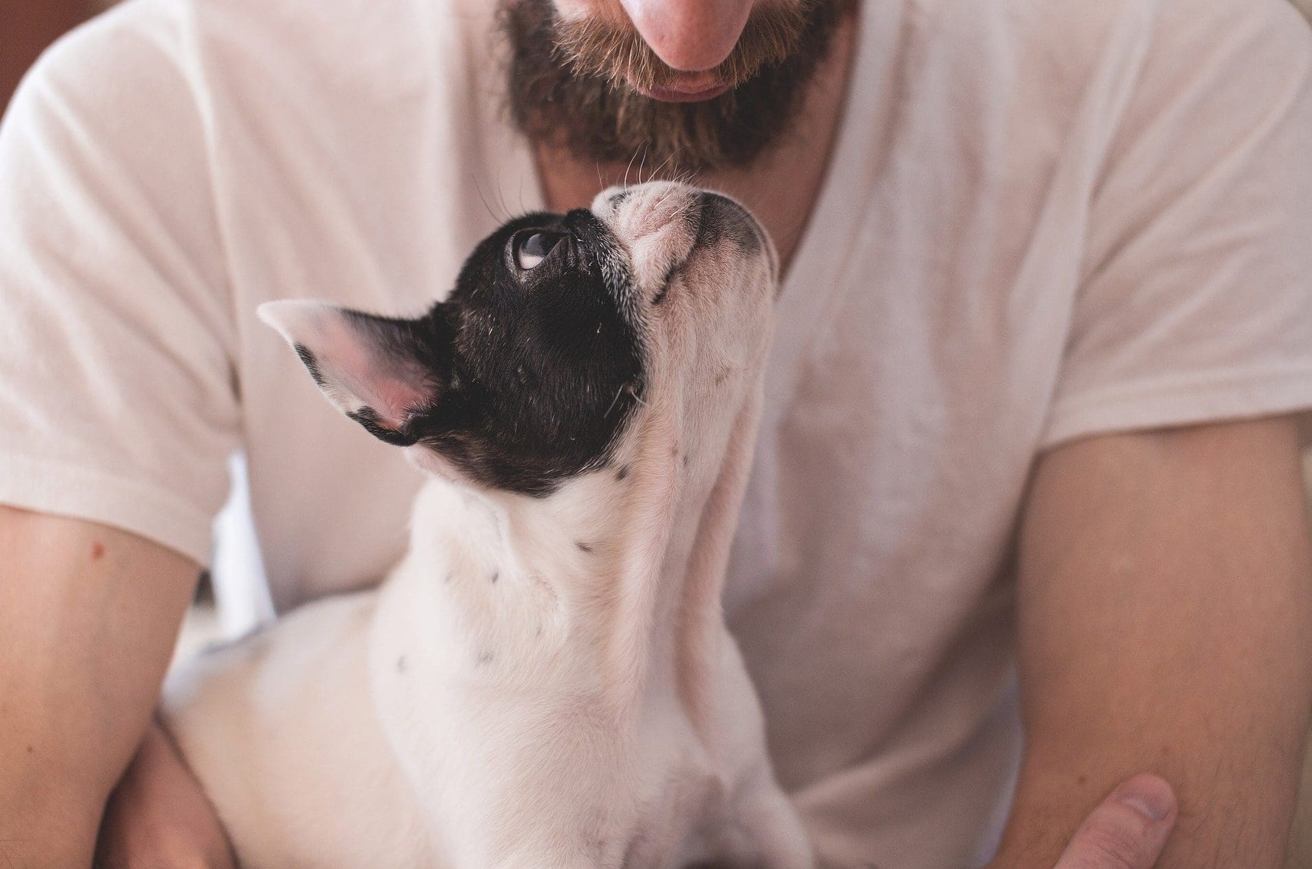31% of dog owners prefer to spend Valentine’s Day with their dog
