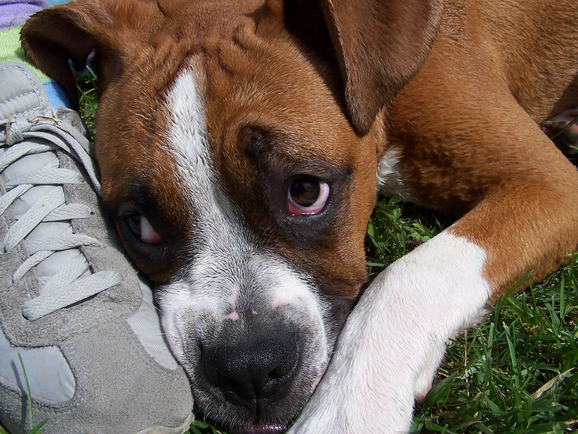 Battersea backs unregulated puppy import petition