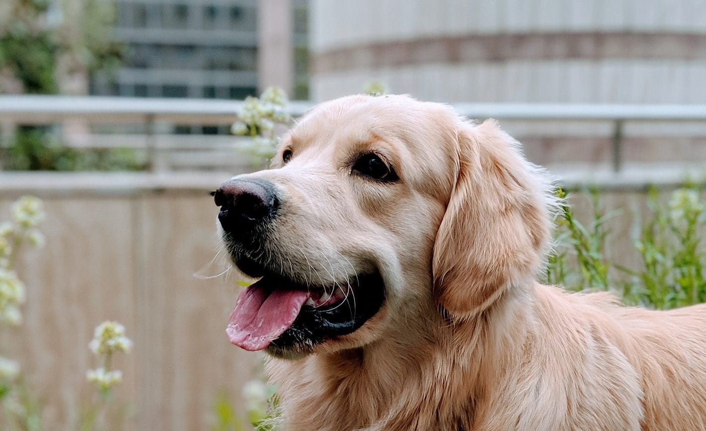 Do your bit for dog health by recommending pre-mating health testing
