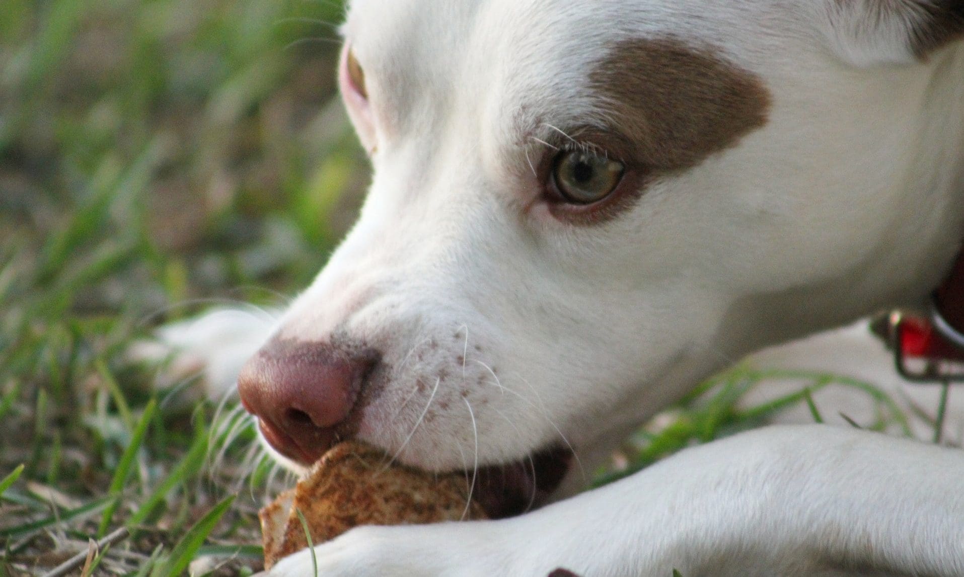 Bestpets named ‘Wholesaler of the Year’ at PIF awards