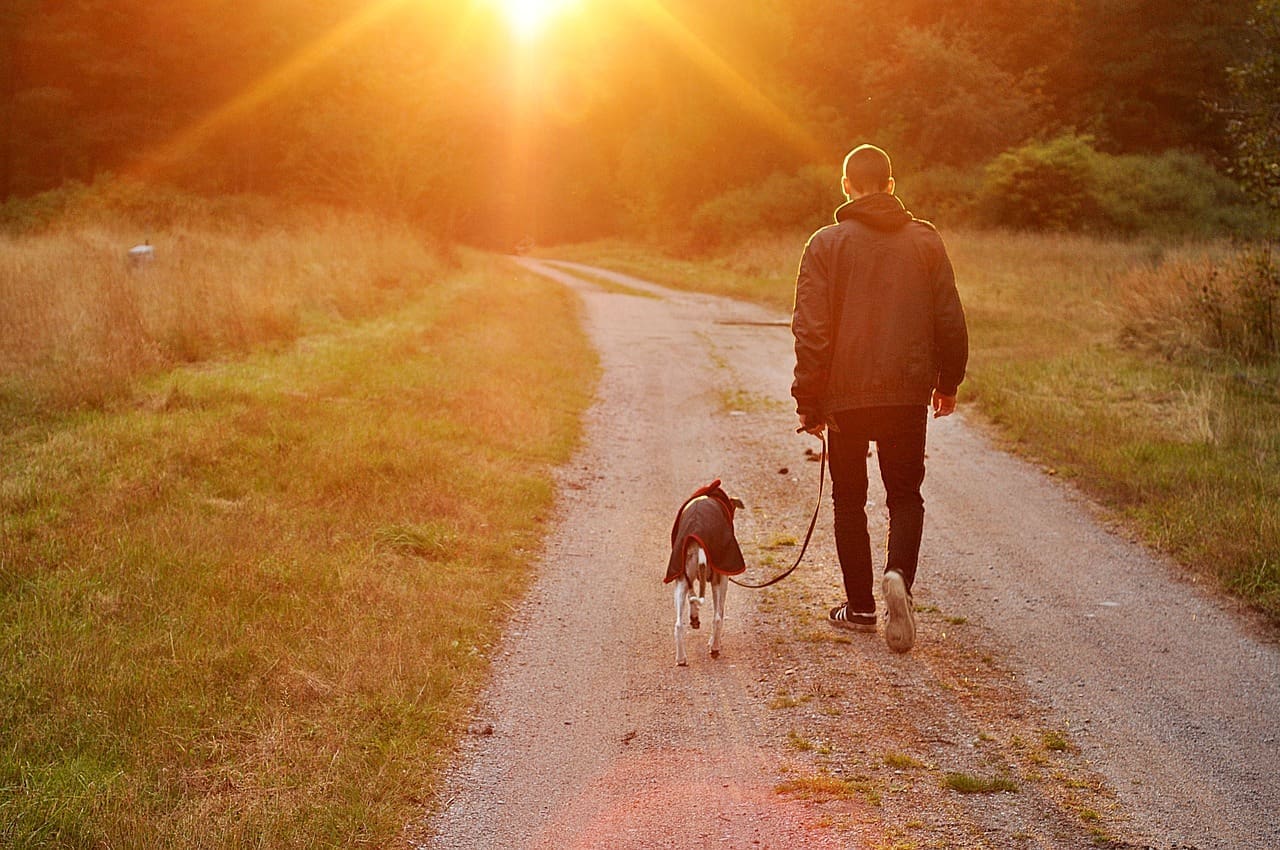 Kennel Club calls for PSPO response