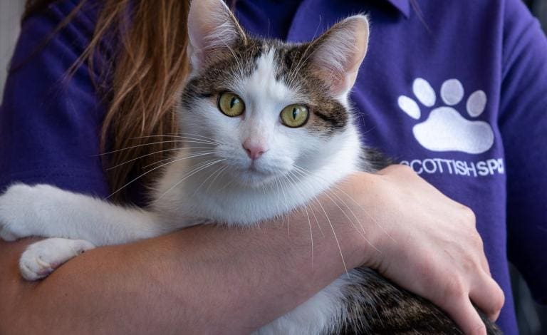 SSPCA issues update on ‘bogus inspectors’ stealing animals