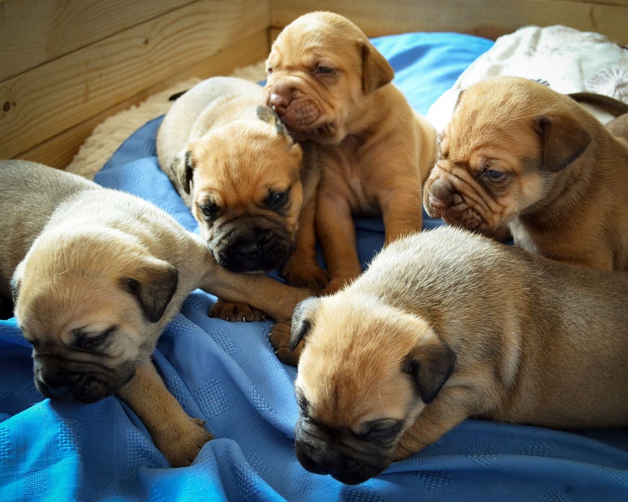 BVA renews call for action on puppy smuggling