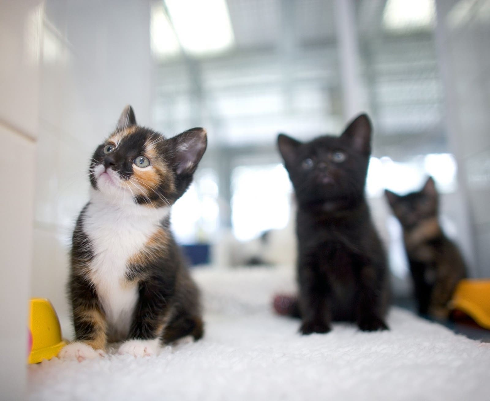 Keep unneutered cats indoors, urge animal charities