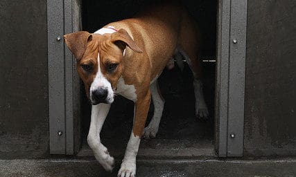 Kennel Club welcomes The Animals and Wildlife Bill in Scottish Parliament