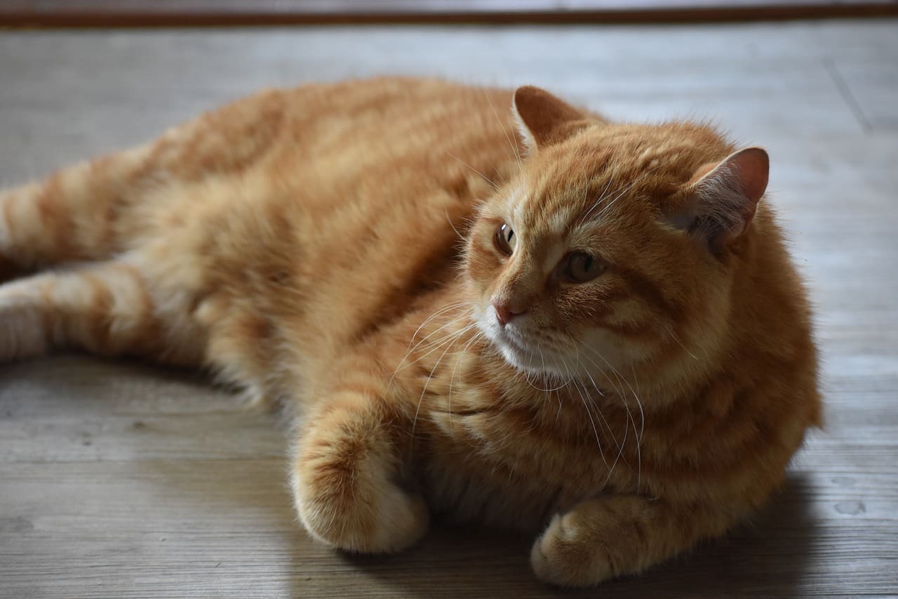 Percuro ‘urges’ pet owners to make sustainable food choices