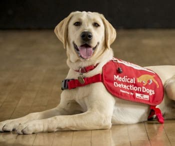 Dogs to be trained to detect Covid-19 in patients