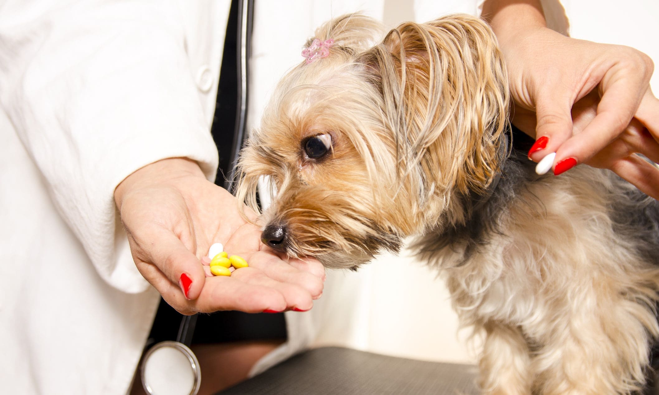 RCVS Knowledge calls on owners to share views on vet care