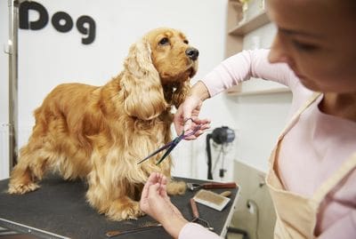 Grooming salons ‘struggling to keep up’, industry warns