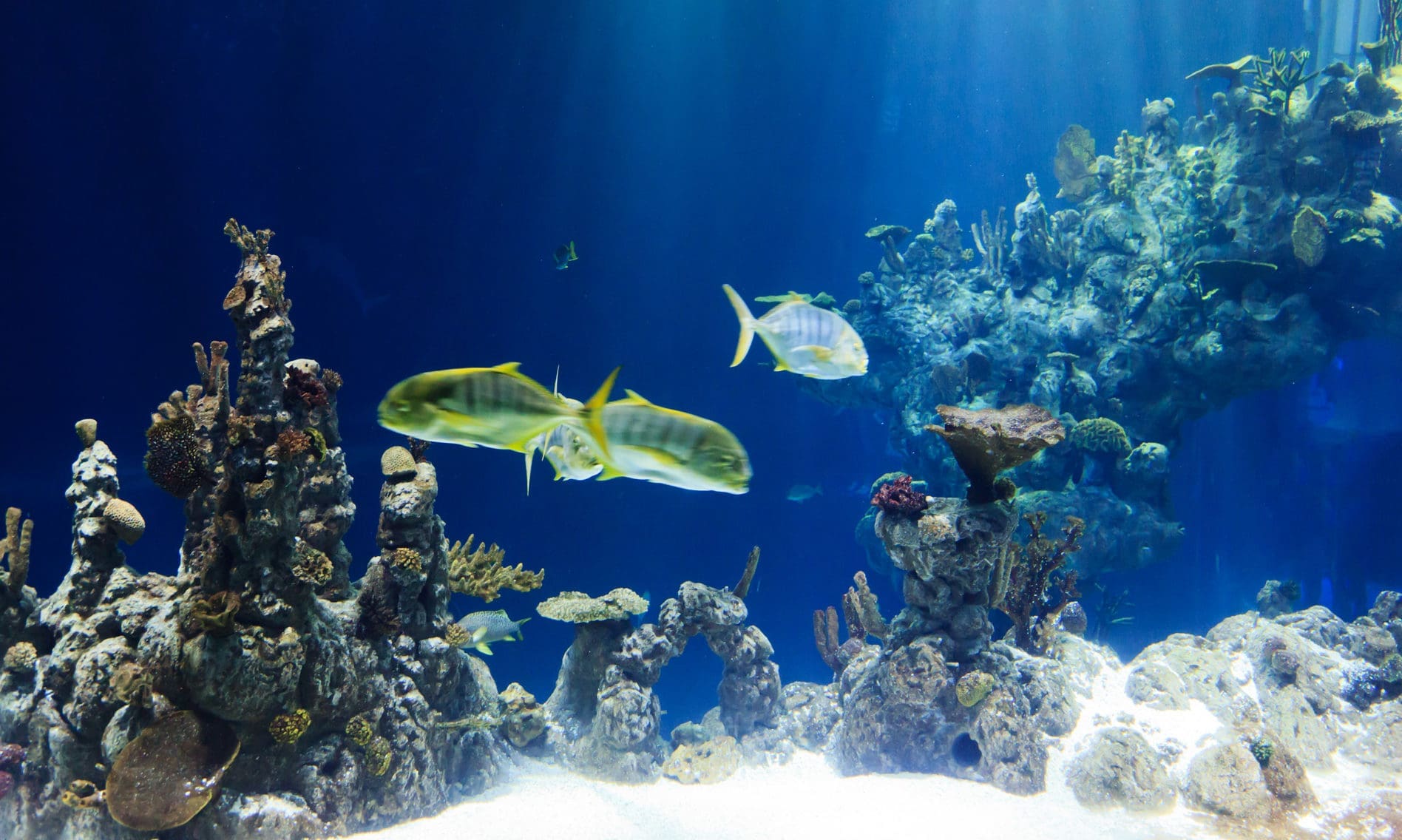 OATA urges government to clarify guidelines for aquatic retailers amid Covid-19 crisis