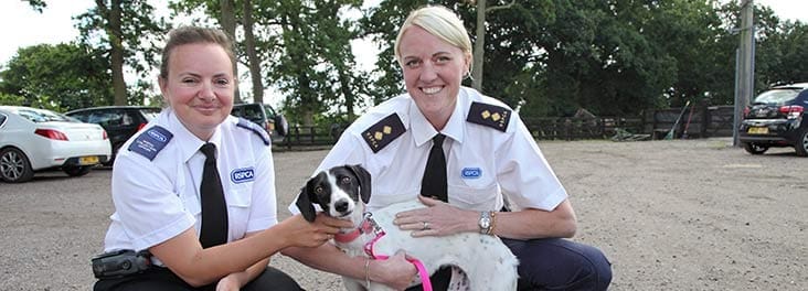 RSPCA to begin rehoming and fostering