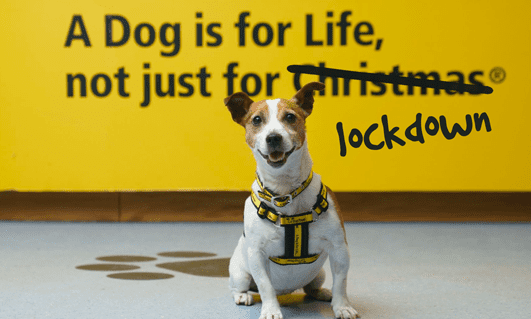 Dogs Trust launches ‘a dog is for life, not just for lockdown’ scheme