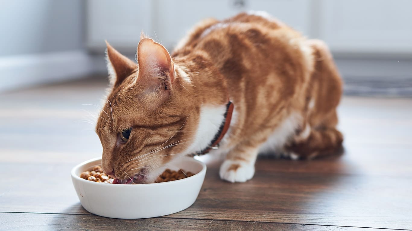 Applaws dry cat food recalled over health fears