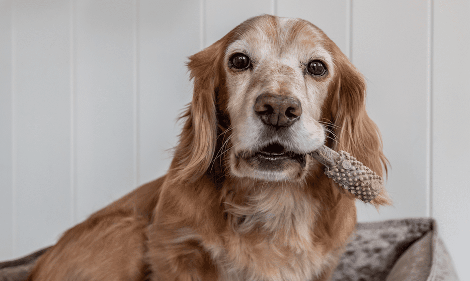 Nylabone launches Nutri Dent brand in UK