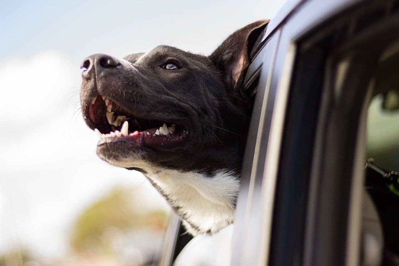 Government outlines post-Brexit pet travel rules
