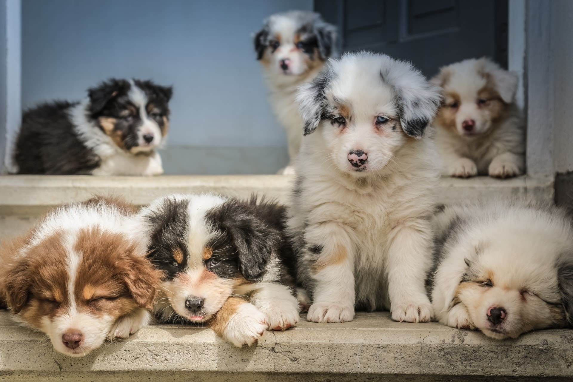 UK faces ‘puppy shortage’ amid lockdown