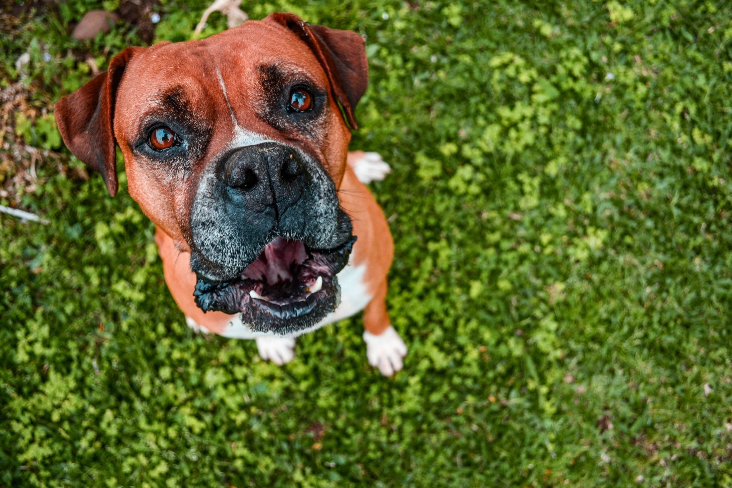 The UK’s 10 Most Popular Dogs in 2020
