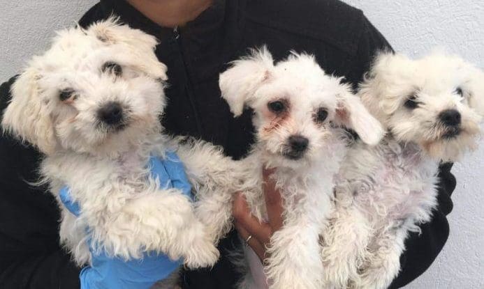 Puppy smuggling trade continues during lockdown, says Dogs Trust